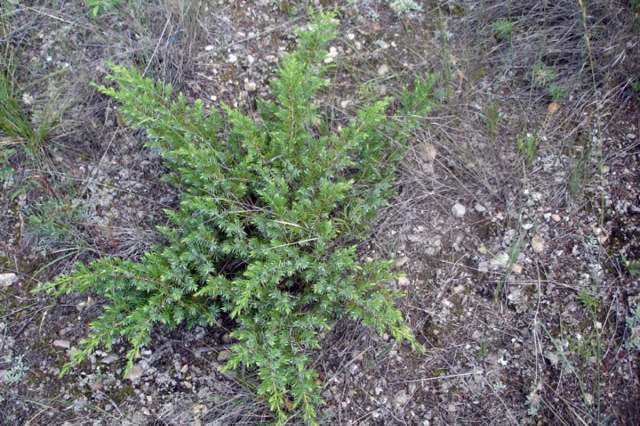 درخت پیرو Juniperus communis 2